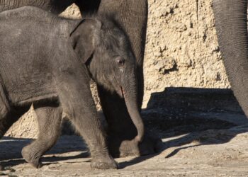 Opnieuw olifantenkalf dood in Nederlandse dierentuin, dit keer in Wildlands