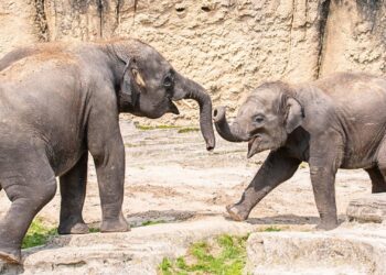 Drama bij olifanten in Wildlands: nóg een jonge stier overleden