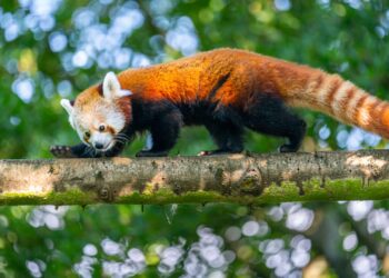 Blijdorp-directeur verdedigt zijn beleid: ‘Hoge bomen vangen veel wind’