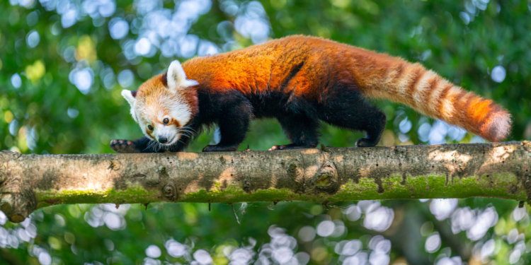 Beeld: Getty Images