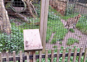 Meerdere informatieborden gestolen uit Zuid-Hollands dierenpark