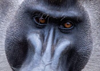 Unieke diersoort onthuld voor nieuw themagebied ZooParc Overloon