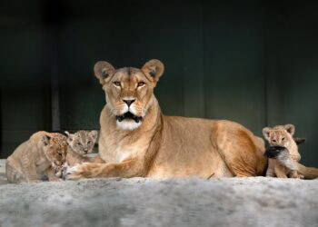 Wildlands laat jonge leeuwen dit jaar niet meer zien aan publiek
