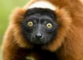 ZooParc Overloon stapt over op andere halfapensoort in Madagaskargebied