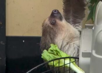 Ouwehands Dierenpark laat luiaard los in krokodillenverblijf