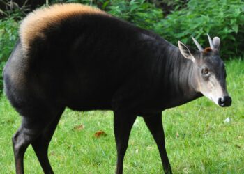ZooParc Overloon in afwachting van uiterst zeldzame geelrugduikers: ‘Ontzettend blij’