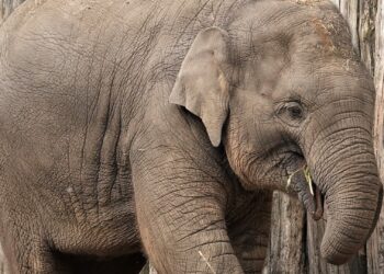 Jonge olifant dood in DierenPark Amersfoort: ‘Grote klap voor het park’