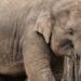 Jonge olifant dood in DierenPark Amersfoort: ‘Grote klap voor het park’
