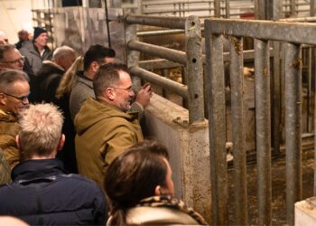 Businessclub mag babynijlpaard in Wildlands zien, normale bezoekers niet