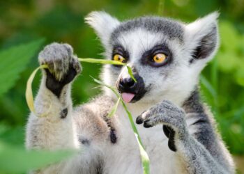 Test je dierentuinkennis: speel de ZooFlits EindejaarsQuiz 2024