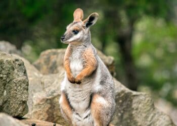 GaiaZoo Kerkrade wordt eerste dierentuin in Nederland met zeldzame rotswallaby’s