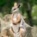 GaiaZoo Kerkrade wordt eerste dierentuin in Nederland met zeldzame rotswallaby’s