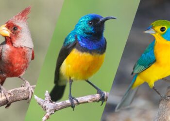 Nieuwe vogelsoorten in Burgers’ Zoo: zelden in Europa te zien