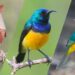 Nieuwe vogelsoorten in Burgers’ Zoo: zelden in Europa te zien