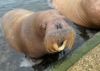Walrus in Dolfinarium krijgt bijzondere behandeling ‘om problemen voor te zijn’