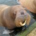 Walrus in Dolfinarium krijgt bijzondere behandeling ‘om problemen voor te zijn’