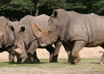 Eerste dierentuinen maken bezoekersaantallen 2024 bekend: Burgers’ Zoo en Beekse Bergen in de lift