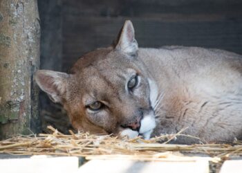 Nog maar één poema in Nederlandse dierentuin: laatste vrouwtje overleden