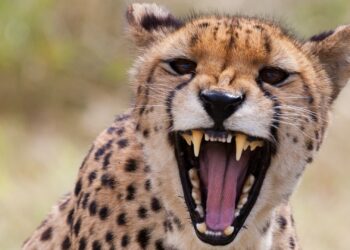 Beekse Bergen gaat stoppen met autosafari door cheetaverblijf in huidige vorm