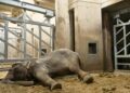 Aziatische olifant overlijdt een half jaar na aankomst in Burgers’ Zoo