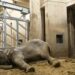Aziatische olifant overlijdt een half jaar na aankomst in Burgers’ Zoo