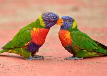 Ziekte uitgebroken bij lori’s in Vogelpark Avifauna: verblijf tijdelijk gesloten