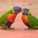 Ziekte uitgebroken bij lori’s in Vogelpark Avifauna: verblijf tijdelijk gesloten