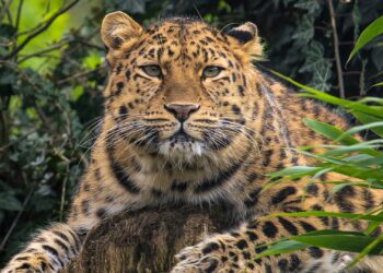 Voorlopig geen amoerpanters in Ouwehands Dierenpark: ‘We moeten keuzes maken’