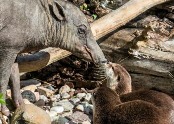 Grootste dierentuin van Europa gesloten door besmettelijke ziekte