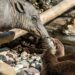Grootste dierentuin van Europa gesloten door besmettelijke ziekte
