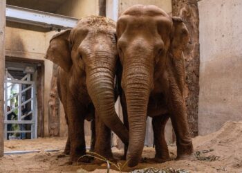 Burgers’ Zoo verwacht einde aan het houden van olifanten: ‘Onze functie verdwijnt’