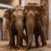 Burgers’ Zoo verwacht einde aan het houden van olifanten: ‘Onze functie verdwijnt’