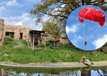 Parachutist landt in mensapenverblijf Ouwehands Dierenpark