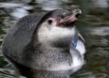 Brabants dierenpark neemt opnieuw afscheid van diersoort: alle pinguïns gaan weg