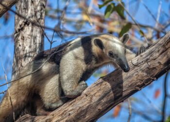 BestZoo gebruikt boommiereneter bij kinderfeestjes: ‘Unieke ervaring’