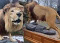 Opgezette leeuw uit Belgisch dierenpark te koop: flink prijskaartje