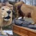 Opgezette leeuw uit Belgisch dierenpark te koop: flink prijskaartje