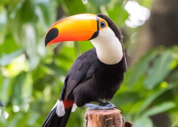 Recordaantal bezoekers voor Pantropica en Dierenpark Hoenderdaell in 2024