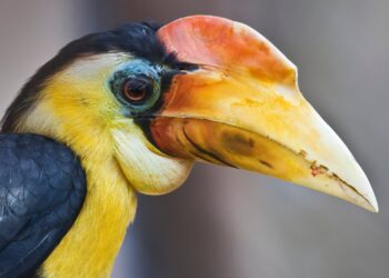 Neushoornvogels weggehaald uit tropische kas Burgers’ Zoo