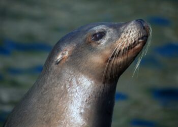 Zeeleeuwen verdwijnen uit Zoo Antwerpen: plannen voor nieuwe diersoort