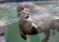 Pairi Daiza: bezoekersrecord in 2024, dino-tentoonstelling en verhuizingen van diersoorten