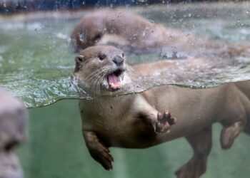 Pairi Daiza: bezoekersrecord in 2024, dino-tentoonstelling en verhuizingen van diersoorten