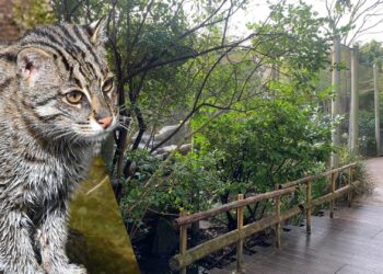 Blijdorp-directeur niet tevreden met vissende kattenverblijf: ‘blijft een hok’