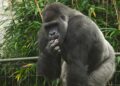 Burgers’ Zoo verhuist bijna de helft van de gorillagroep naar China