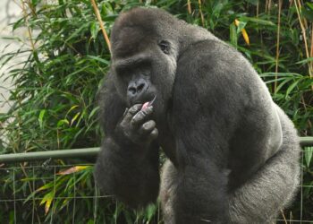 Burgers’ Zoo verhuist bijna de helft van de gorillagroep naar China