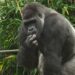 Burgers’ Zoo verhuist bijna de helft van de gorillagroep naar China