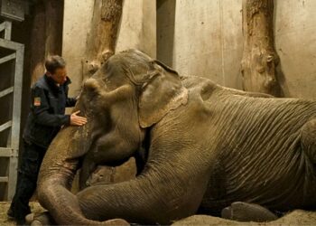 Burgers’ Zoo verliest tweede Aziatische olifant in korte tijd