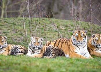 AquaZoo verhuist eerste tijgerwelp naar het buitenland: ‘belangrijke mijlpaal’