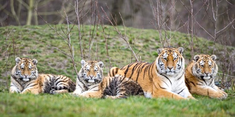 Beeld: Harry Scholtes