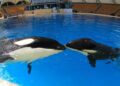 ‘Nederlandse’ orka Morgan opnieuw drachtig in Loro Parque